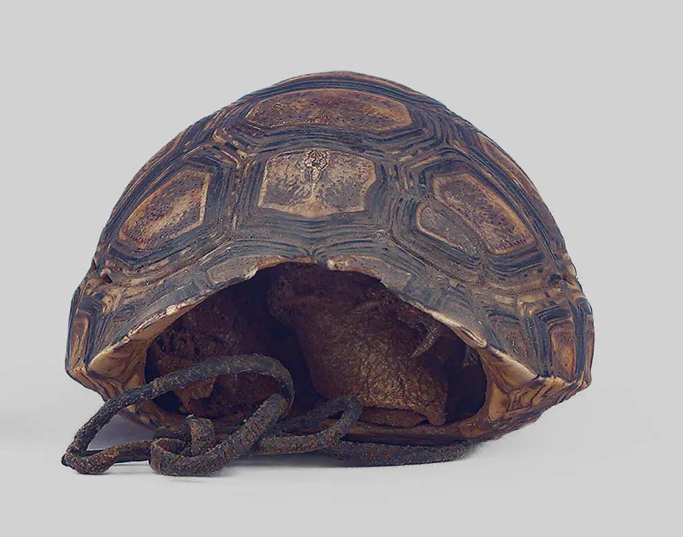 Schildkrötenpanzerbehälter