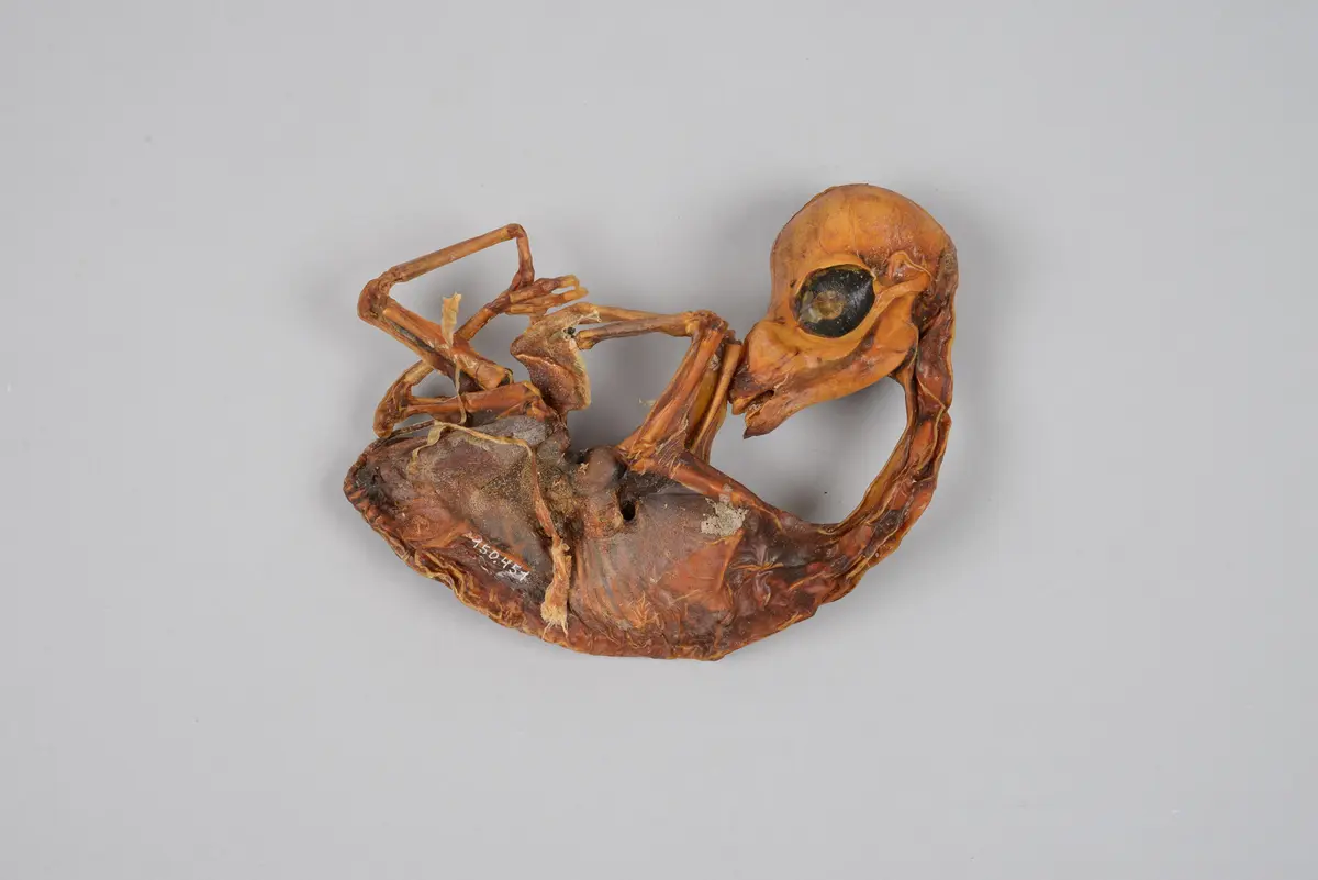Llama foetus