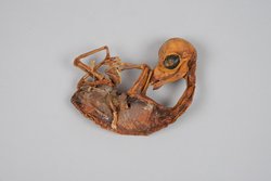 Llama foetus