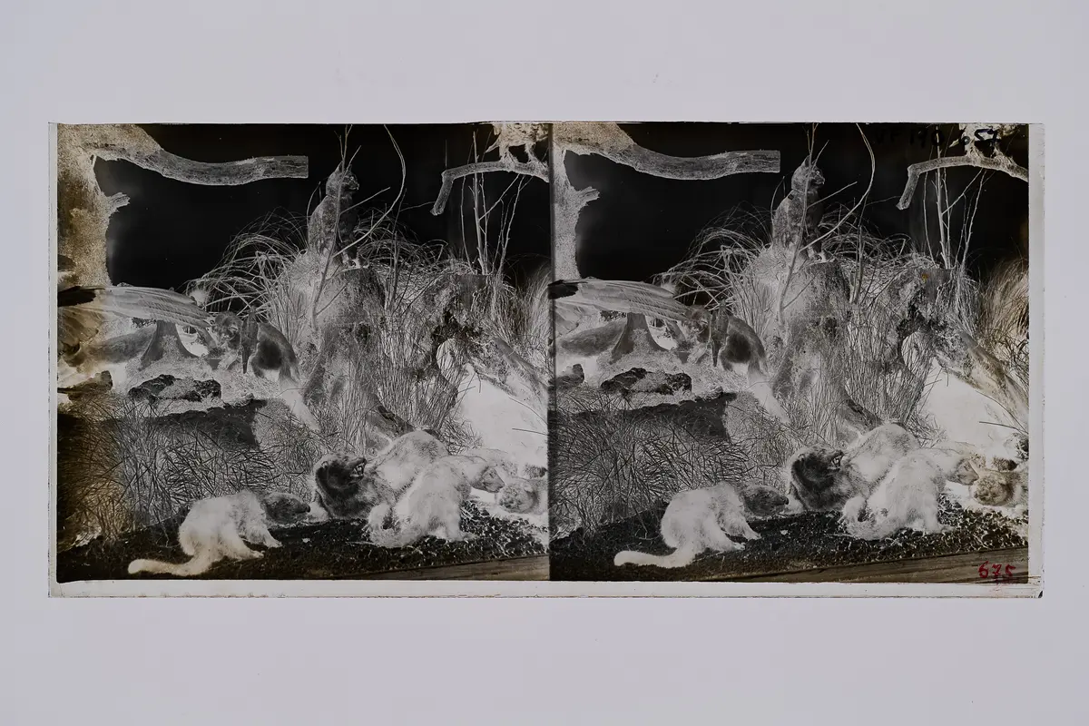 Stereofotografie, Negativ