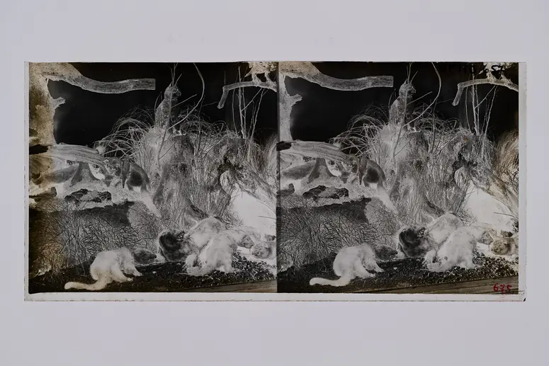Stereofotografie, Negativ