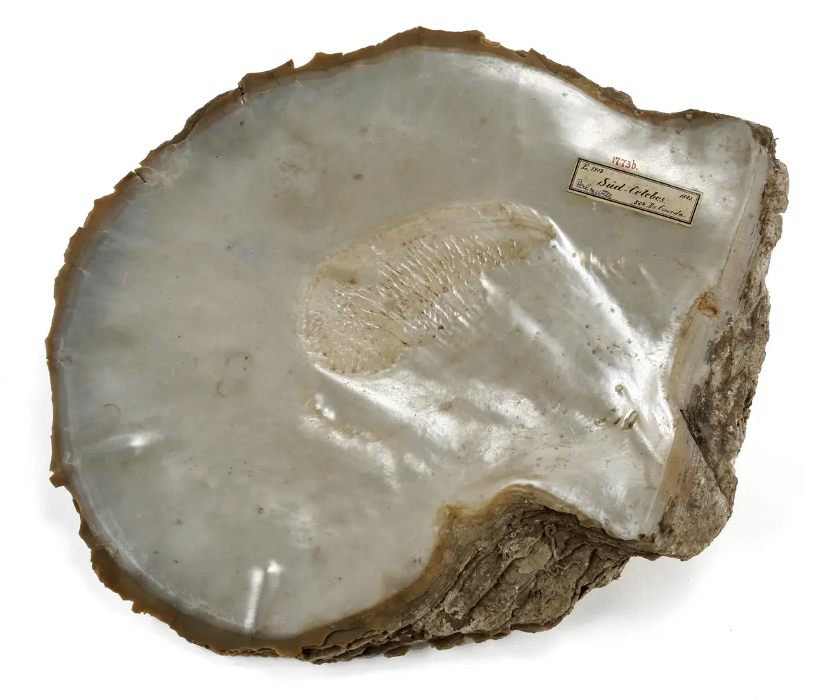 Pearl Oyster Shell