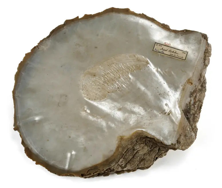 Pearl Oyster Shell