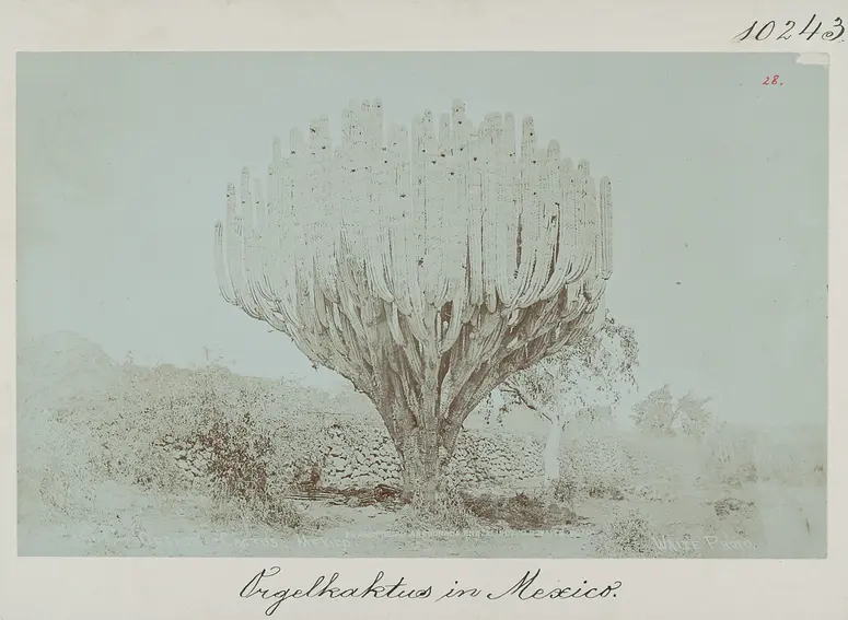 Orgelkaktus