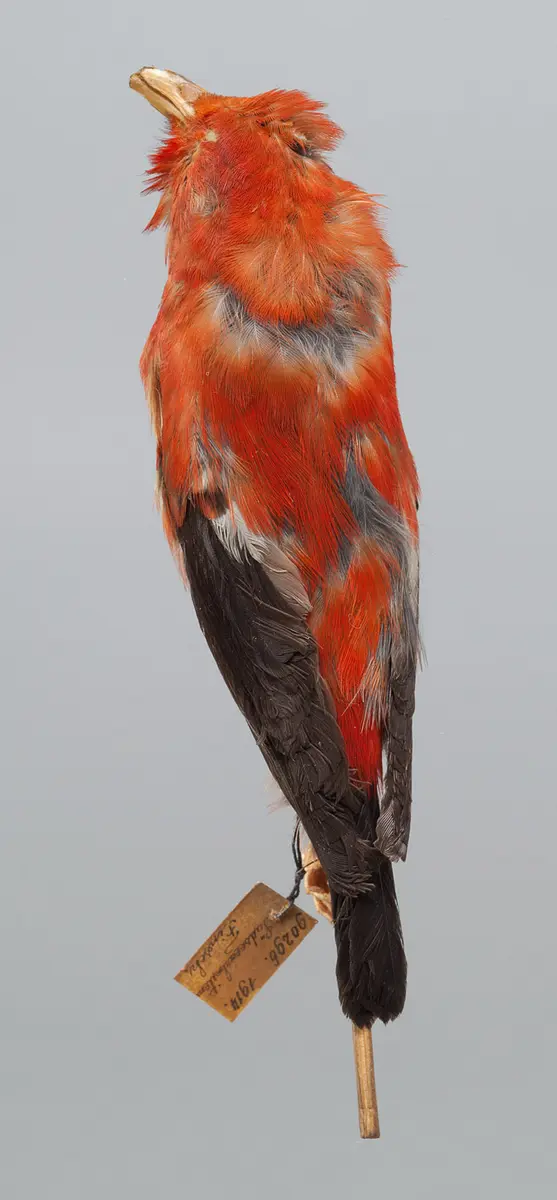 Volgelbalg, Honigvogel
