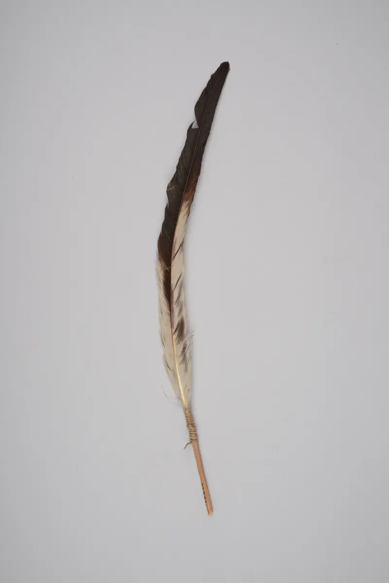 Zierfeder