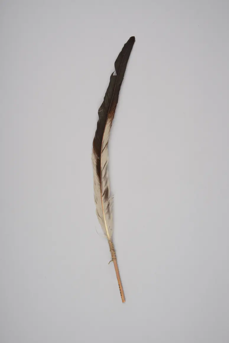 Zierfeder