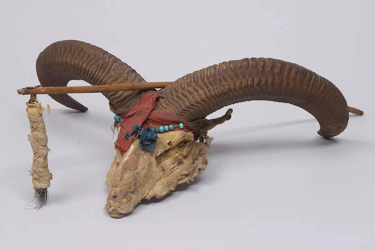 Schädel eines Wildschafes als Hausamulett