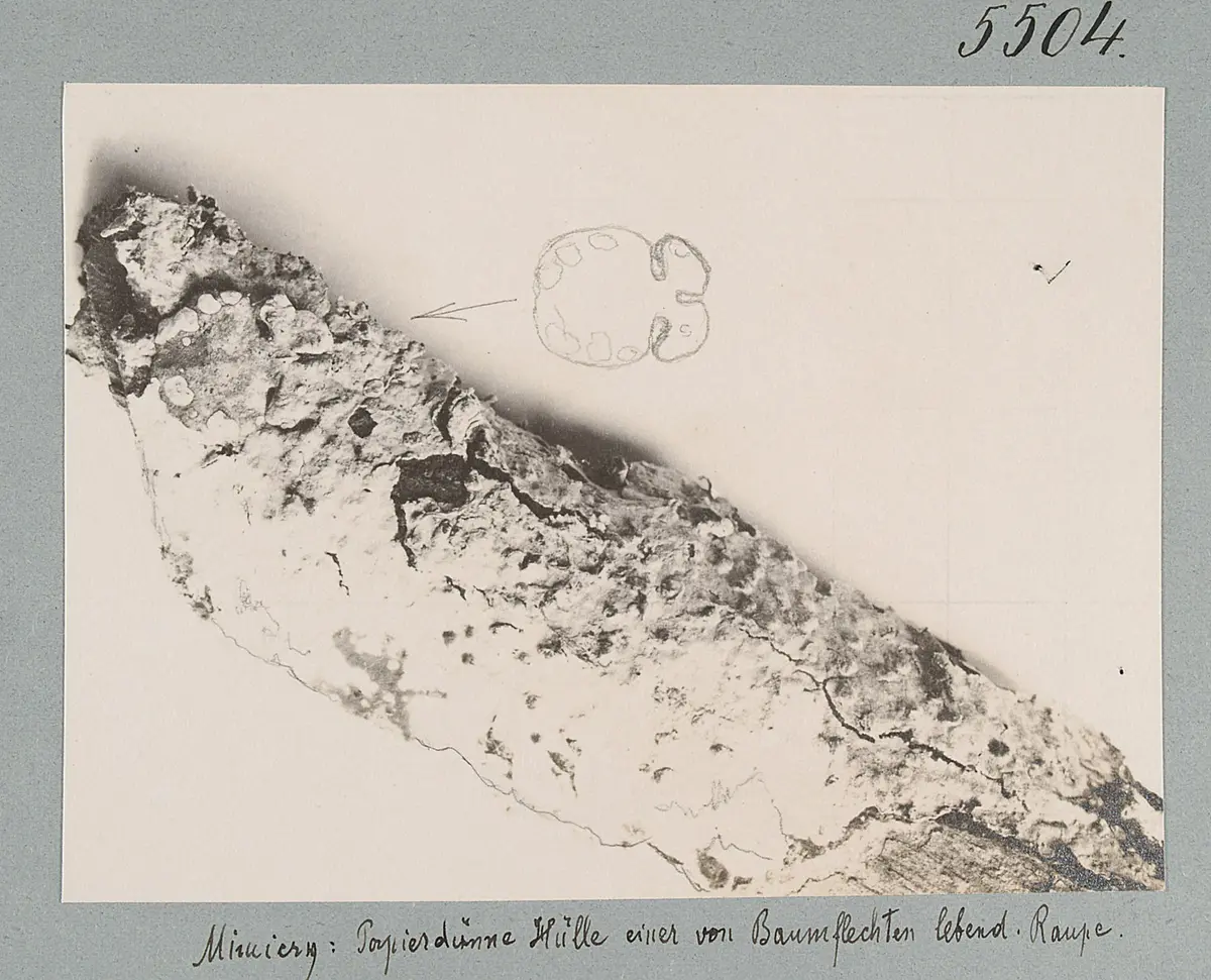 Mimicry: Papierdünne Hülle einer von Baumflechten lebend. Raupe