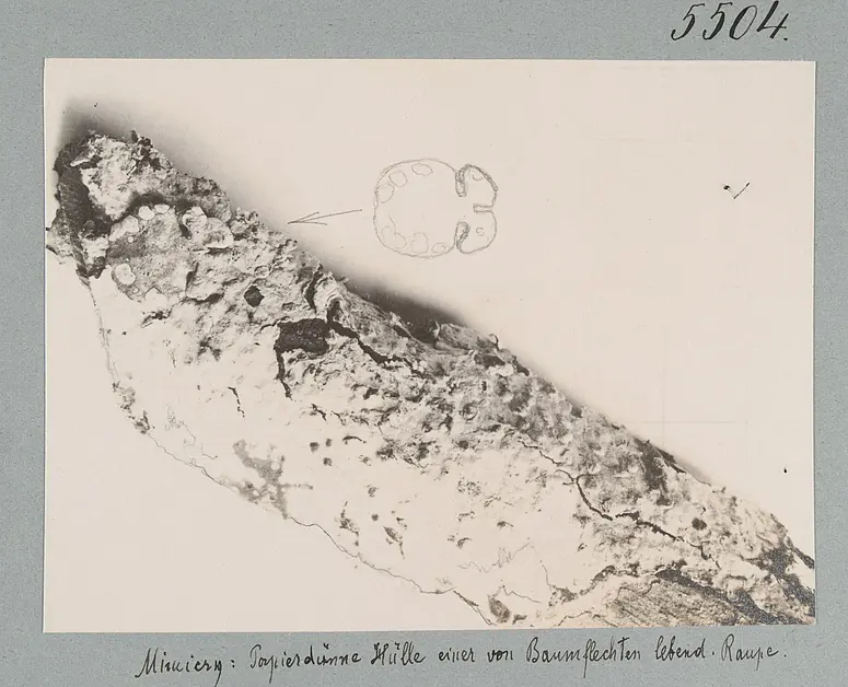 Mimicry: Papierdünne Hülle einer von Baumflechten lebend. Raupe