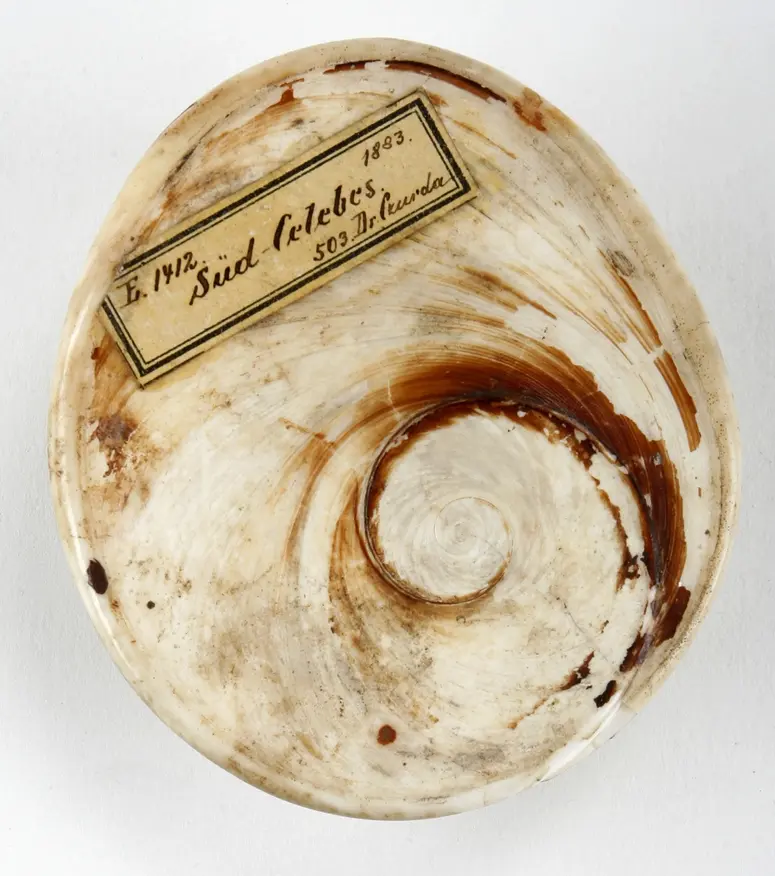Muschel