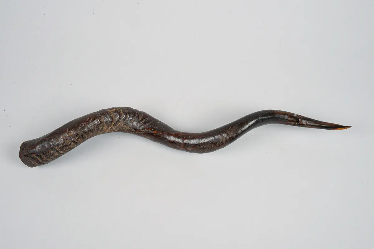Horn