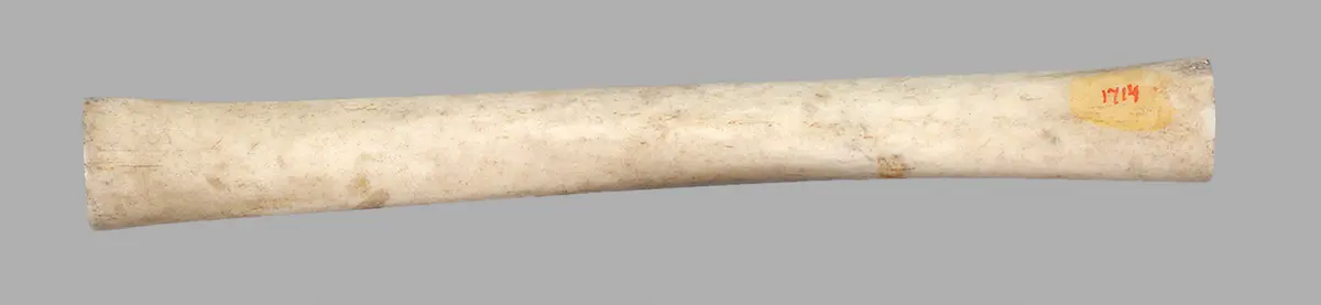 Long bone as part of a headdress