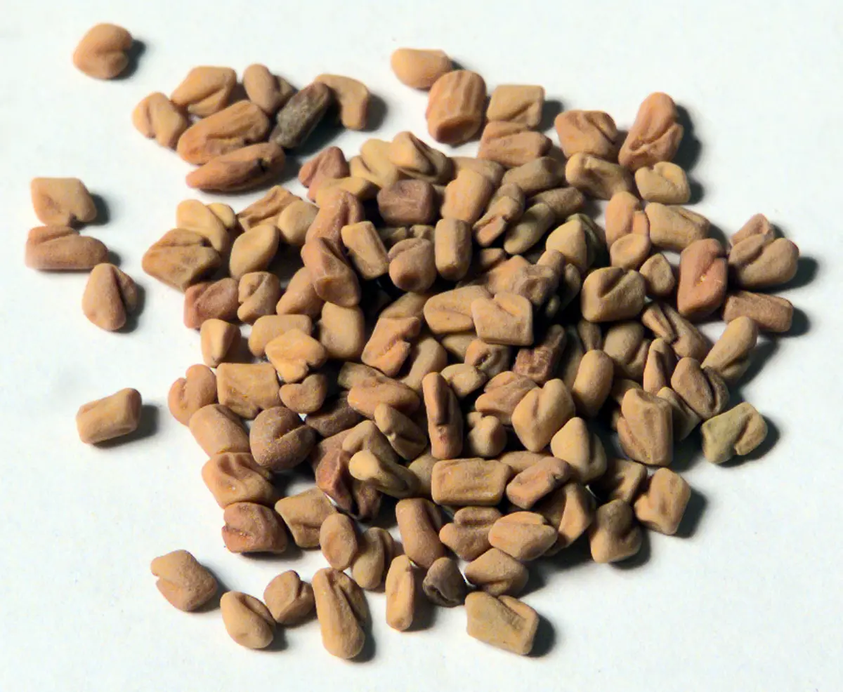 Dill-Samen Peucedanum graveolens