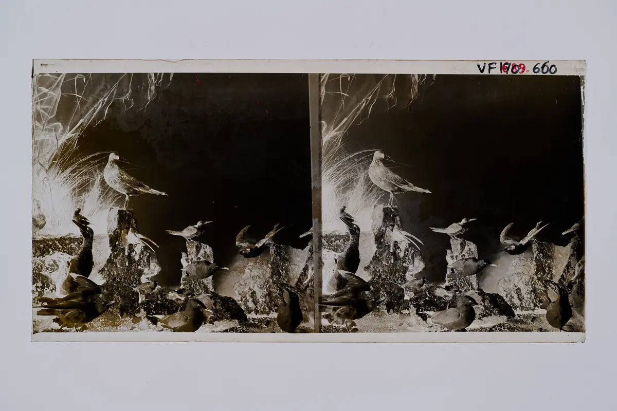 Stereofotografie, Negativ