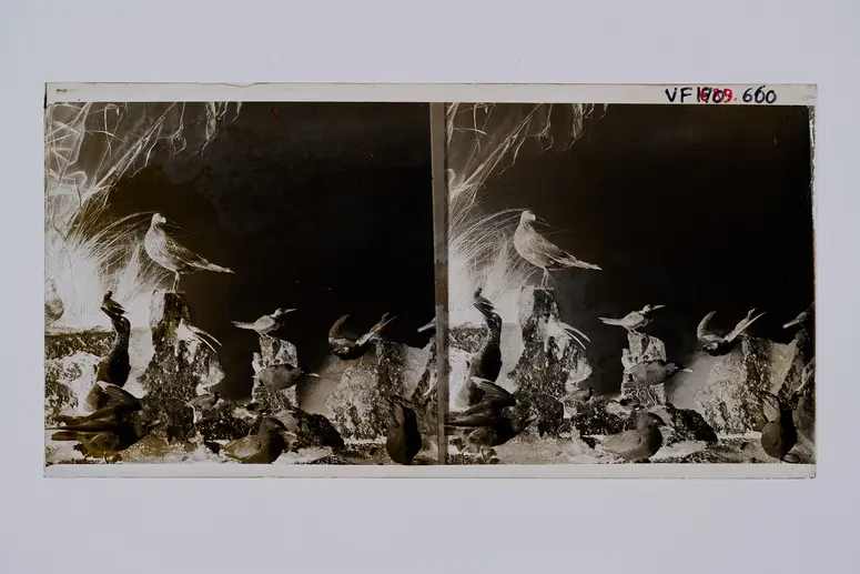 Stereofotografie, Negativ