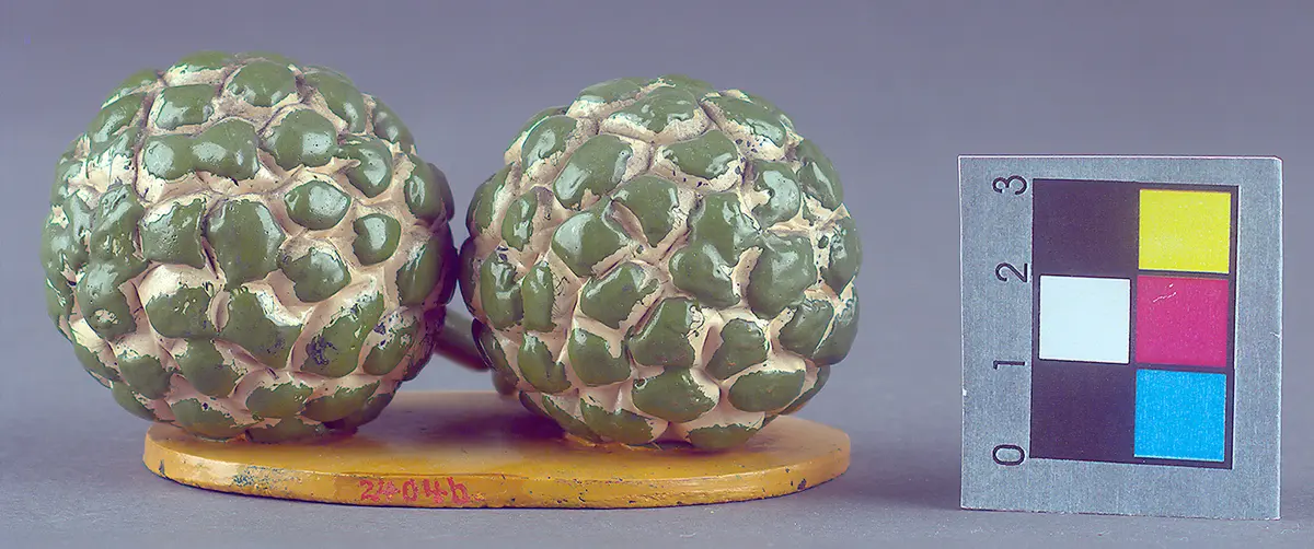 Schellakdarstellung, Frucht