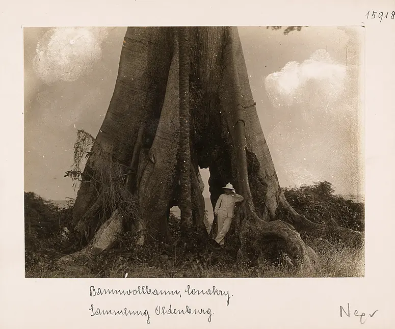 Baumwollbaum; Conakry