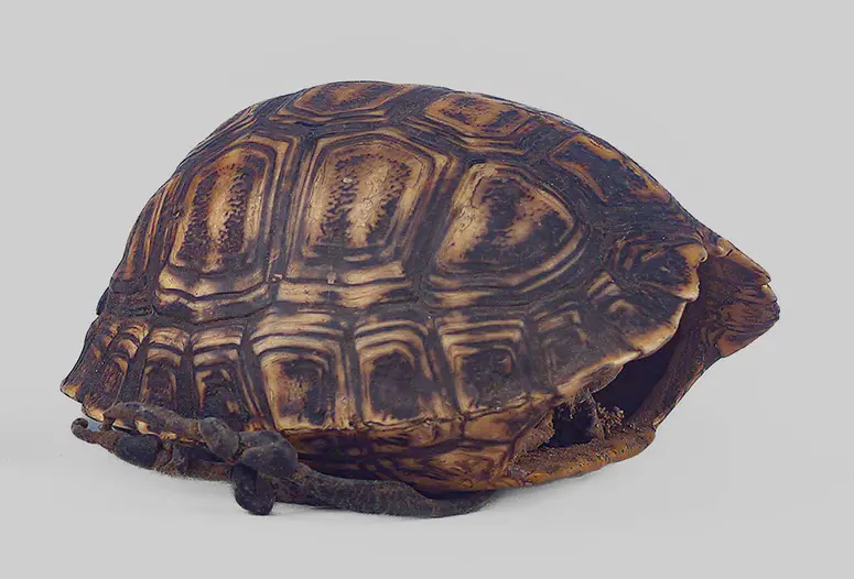 Schildkrötenpanzerbehälter