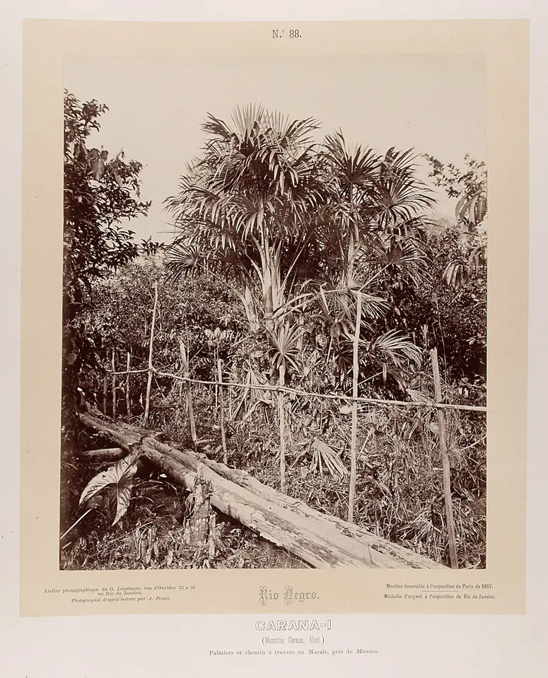 Holzsteg und Palmen