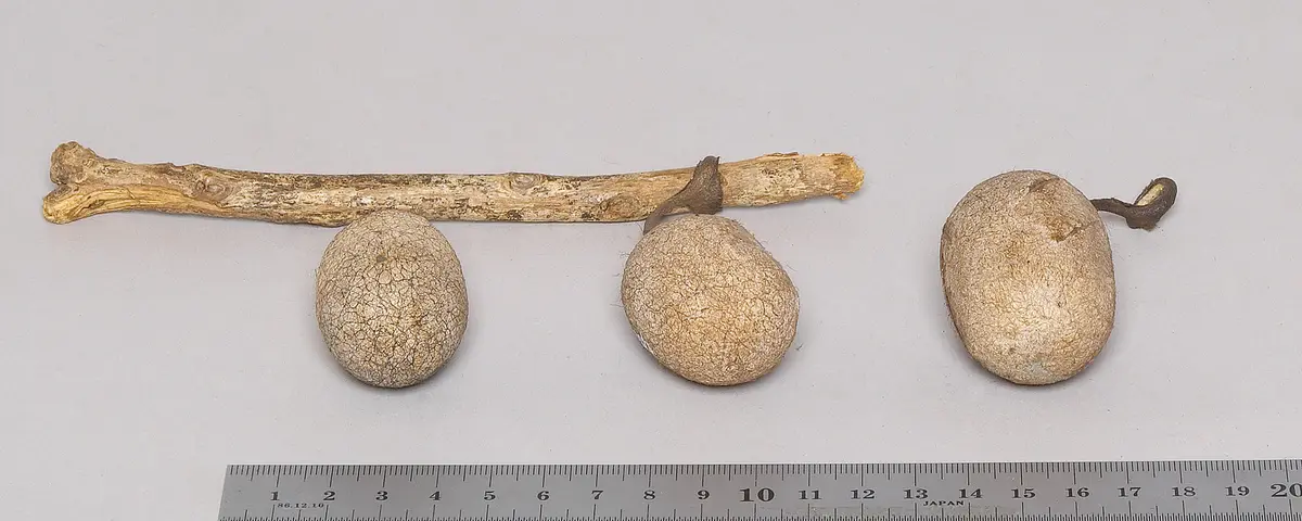 Seidenspinnerkokon