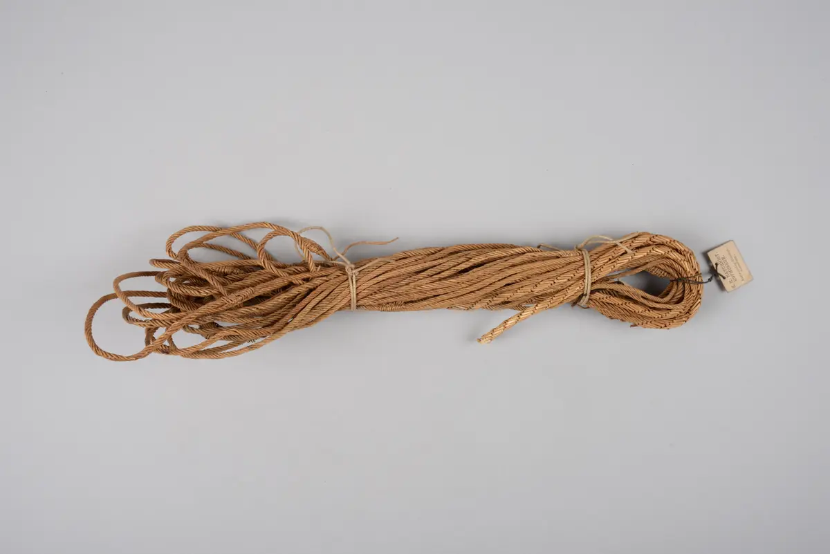 Bauchschnur