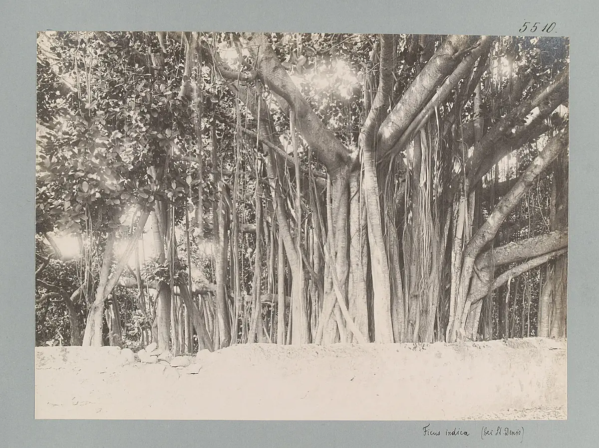 Reunion. Ficus indica (bei St. Denis)