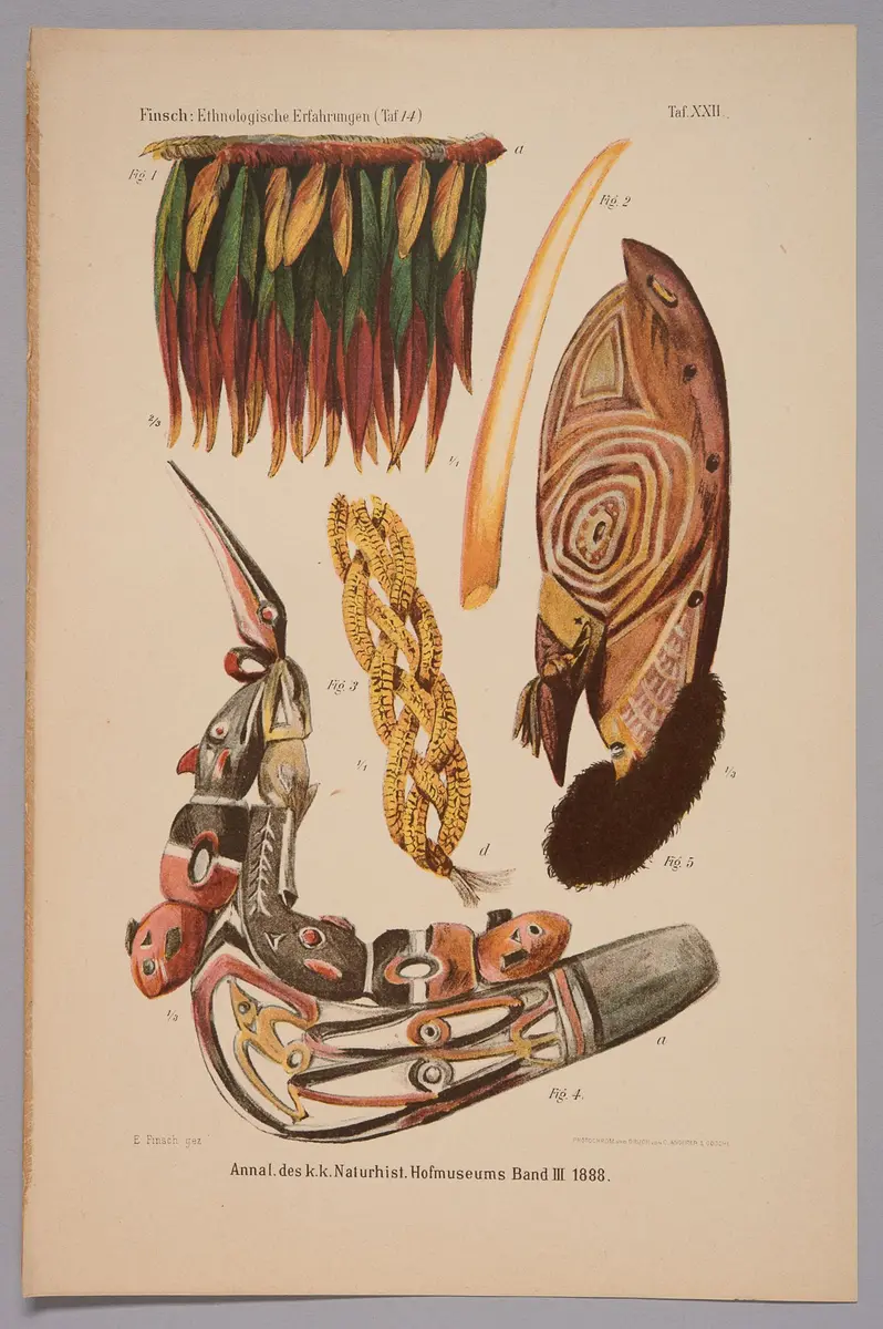 Finsch-Illustration Nr. 5 (Druckgrafik)