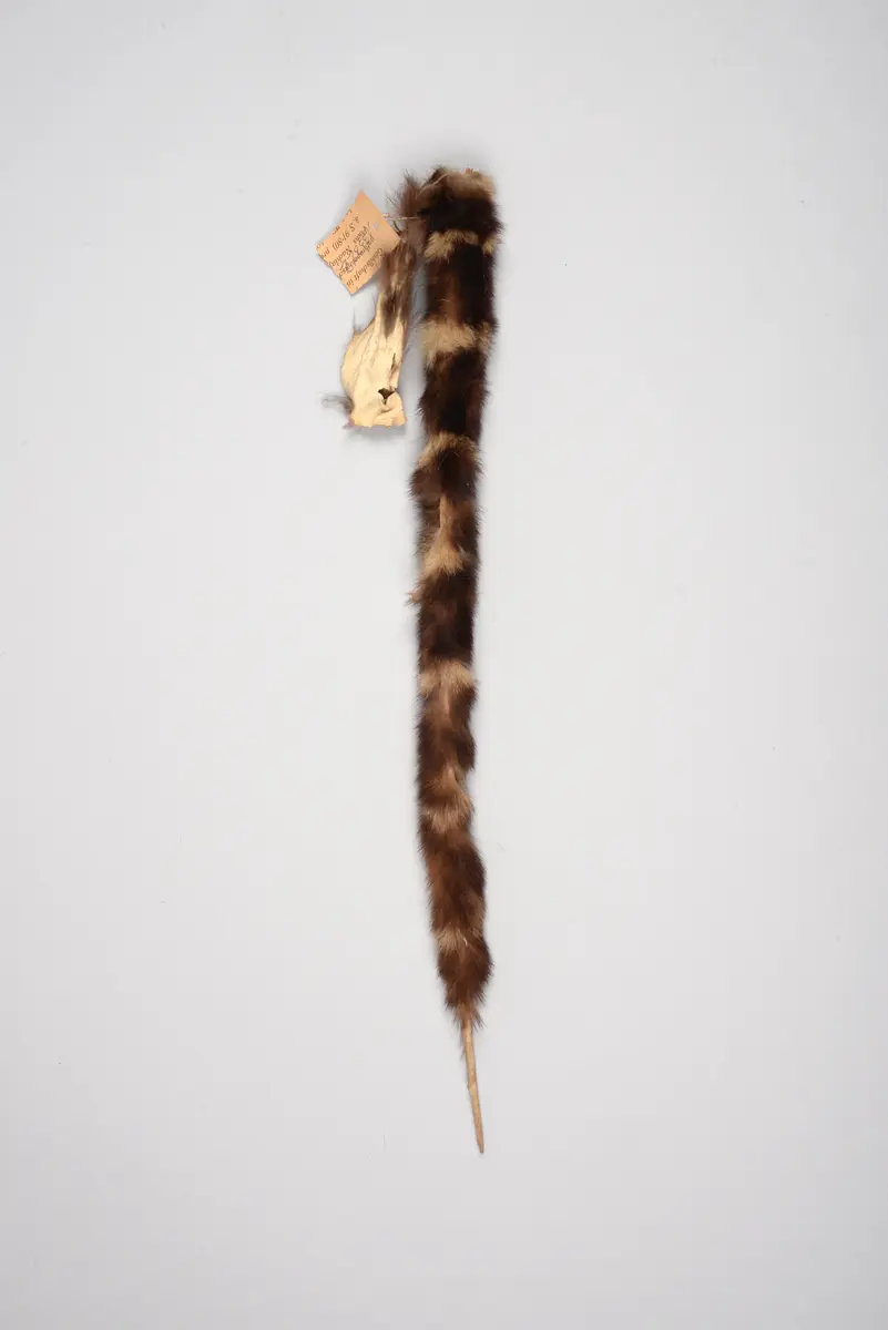 Dance Ornament for Men