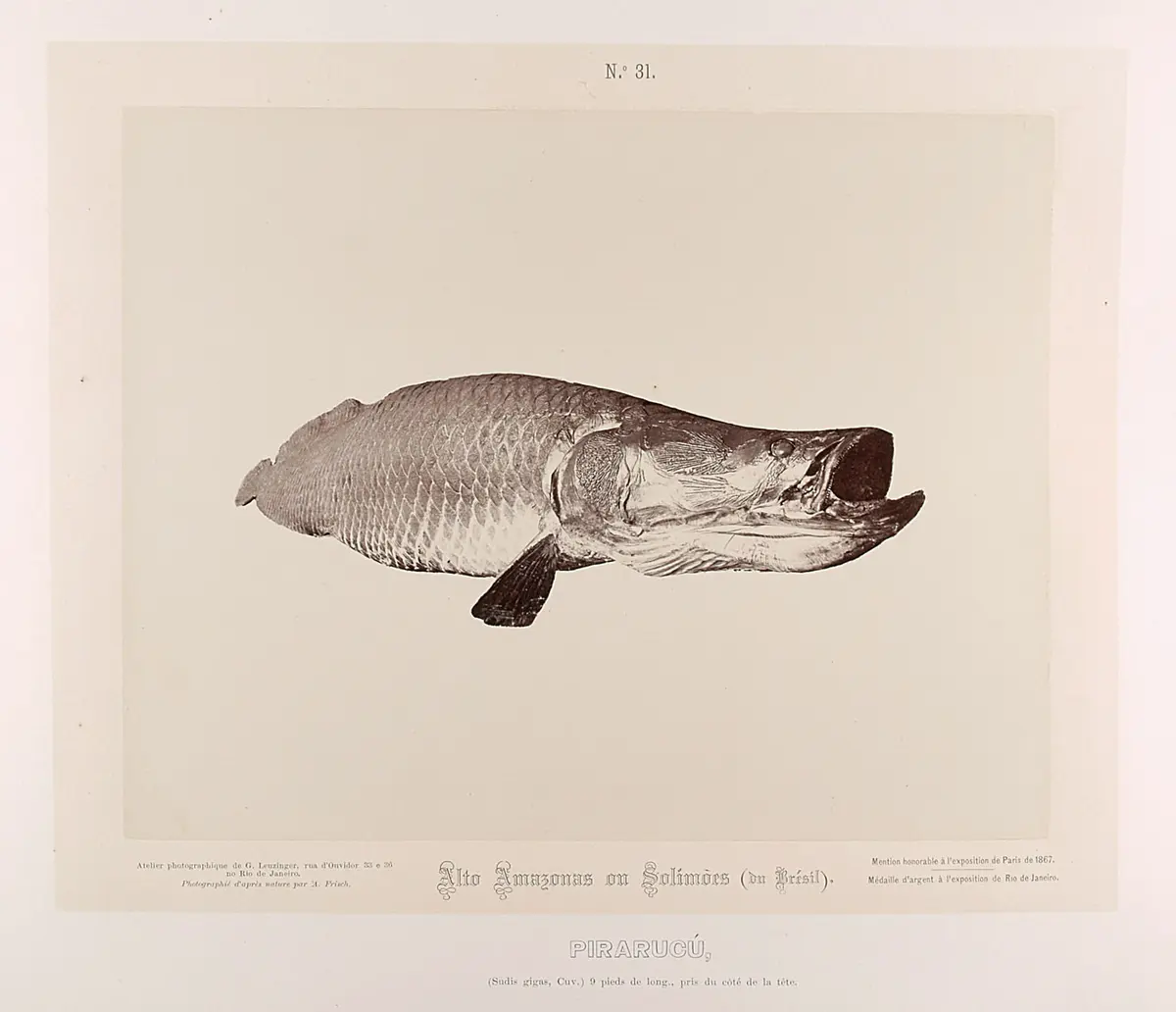 Piracucú (Arapaima gigas, fam: Arapaimideos)