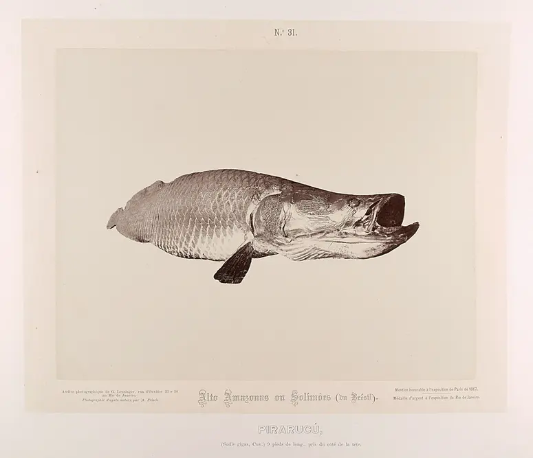 Piracucú (Arapaima gigas, fam: Arapaimideos)
