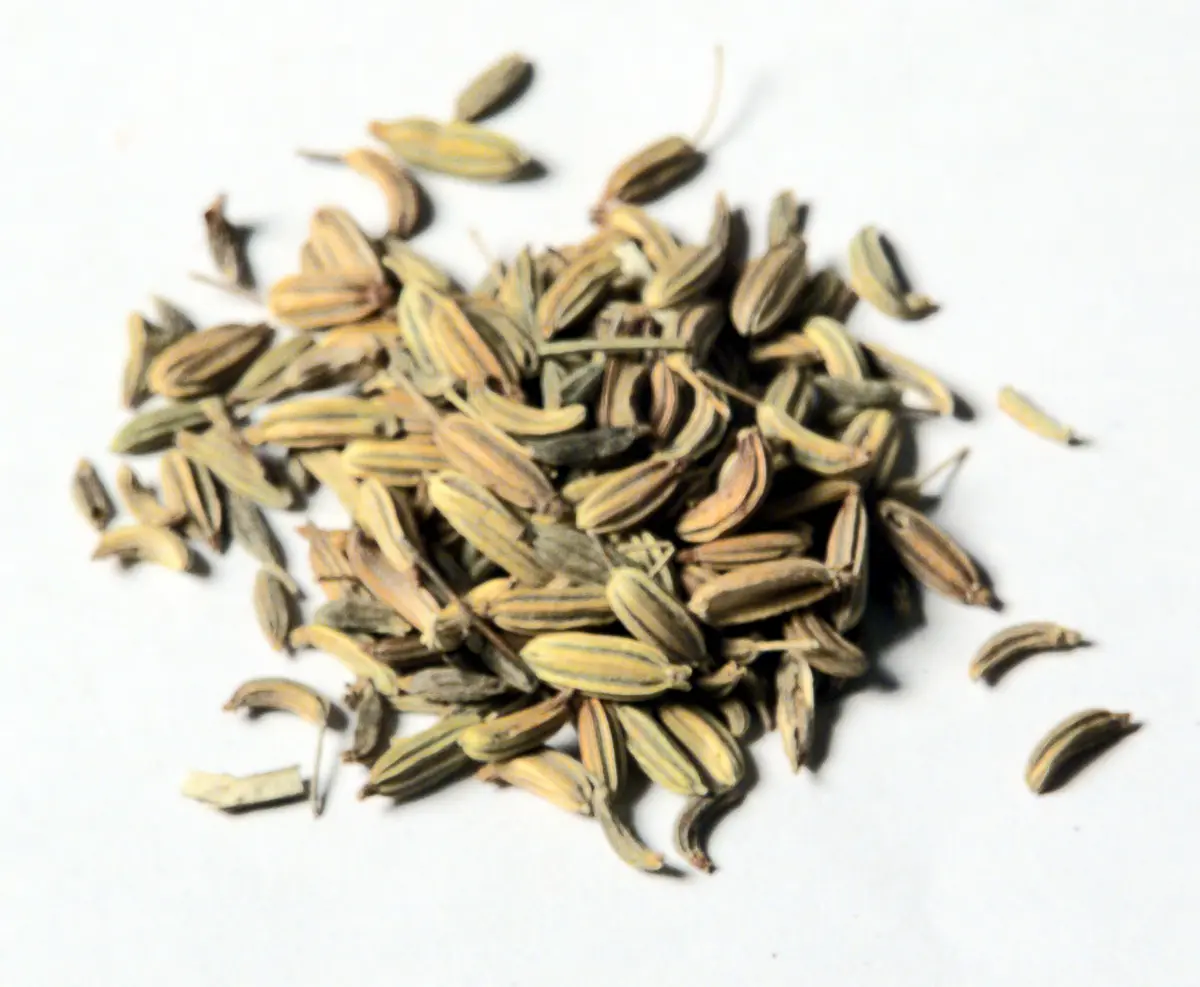 Anis Pimpinella anisum L.