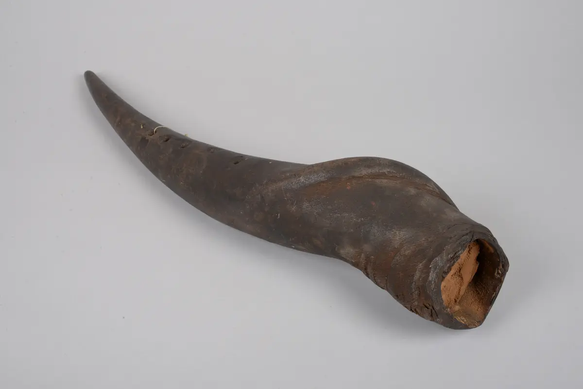 Horn (Medizin)