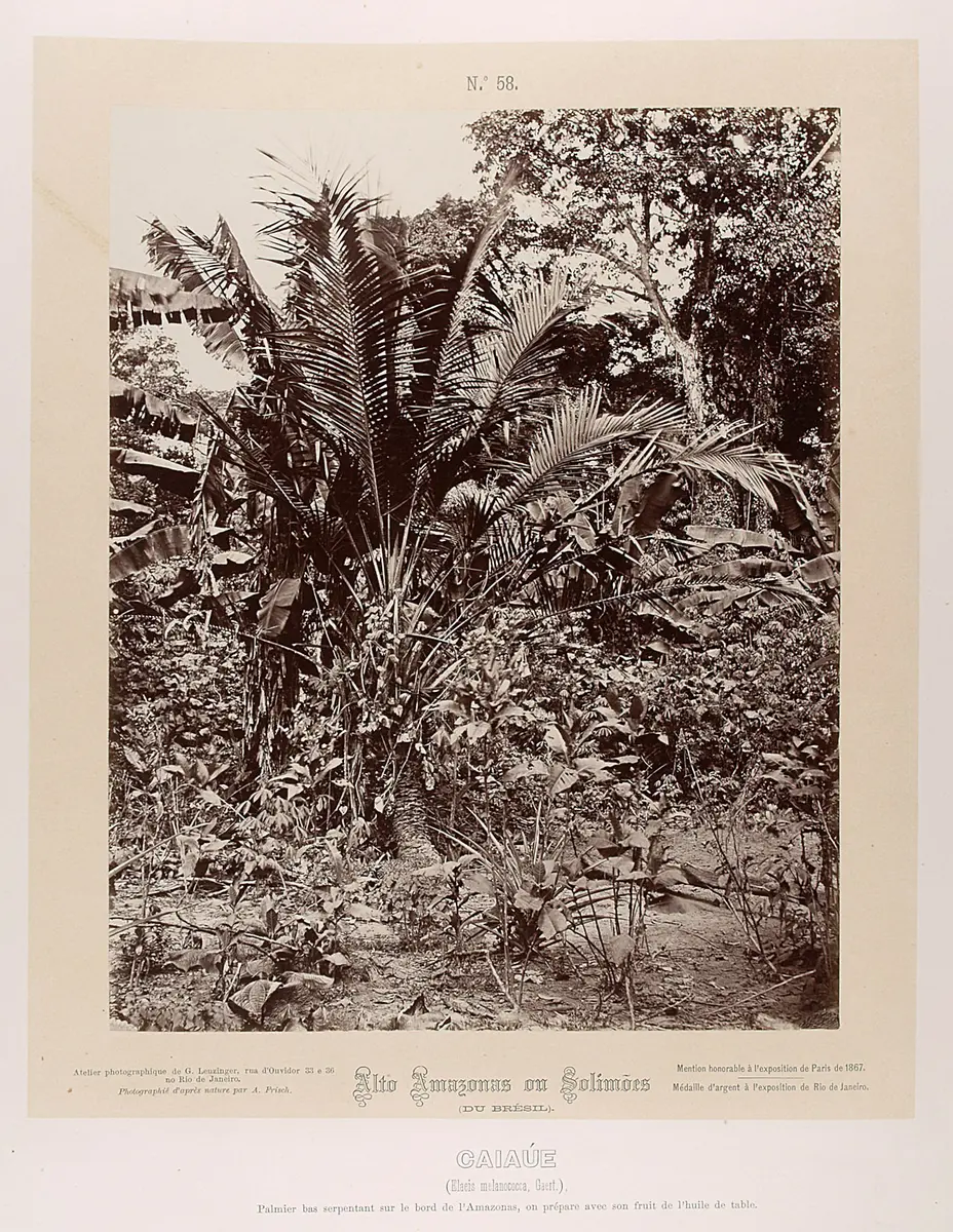 Palme
