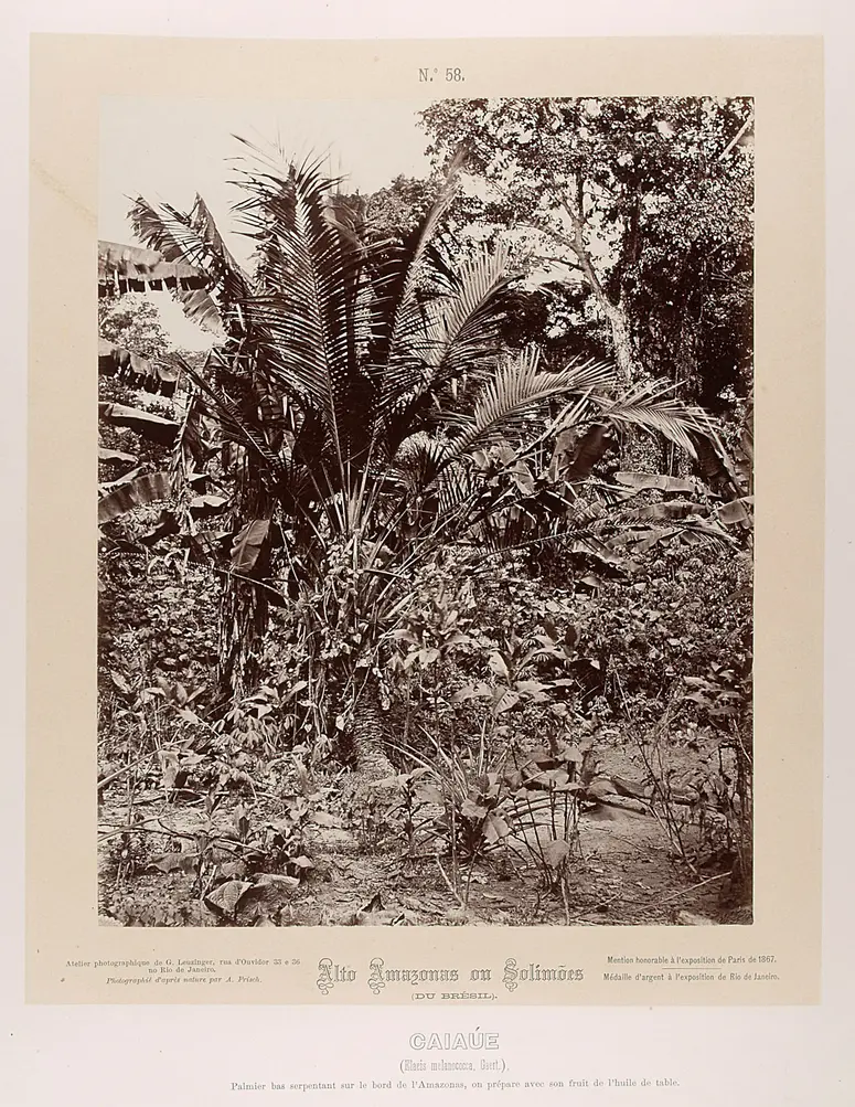 Palme