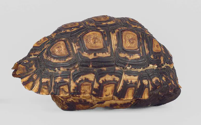 Schildkrötenpanzerbehälter