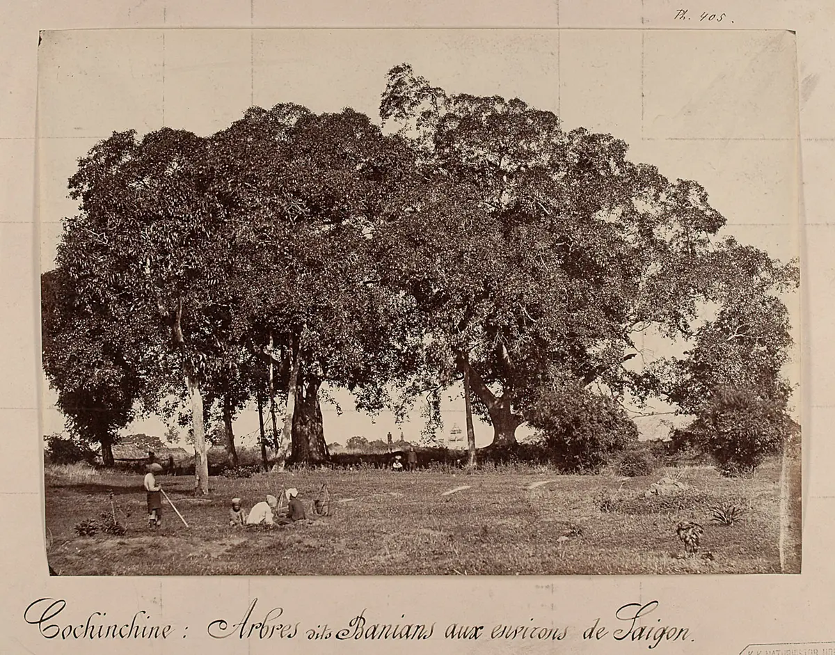 Banyanbäume in der Umgebung von Saigon
