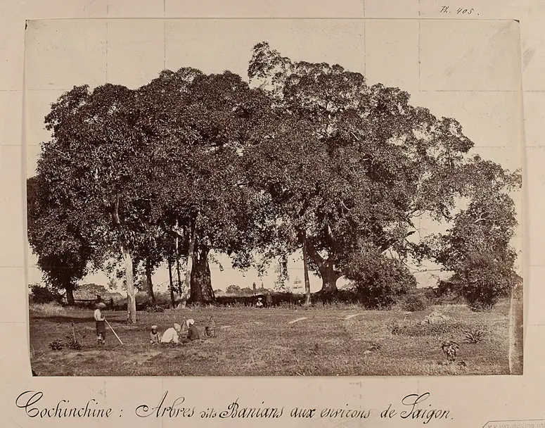 Banyanbäume in der Umgebung von Saigon