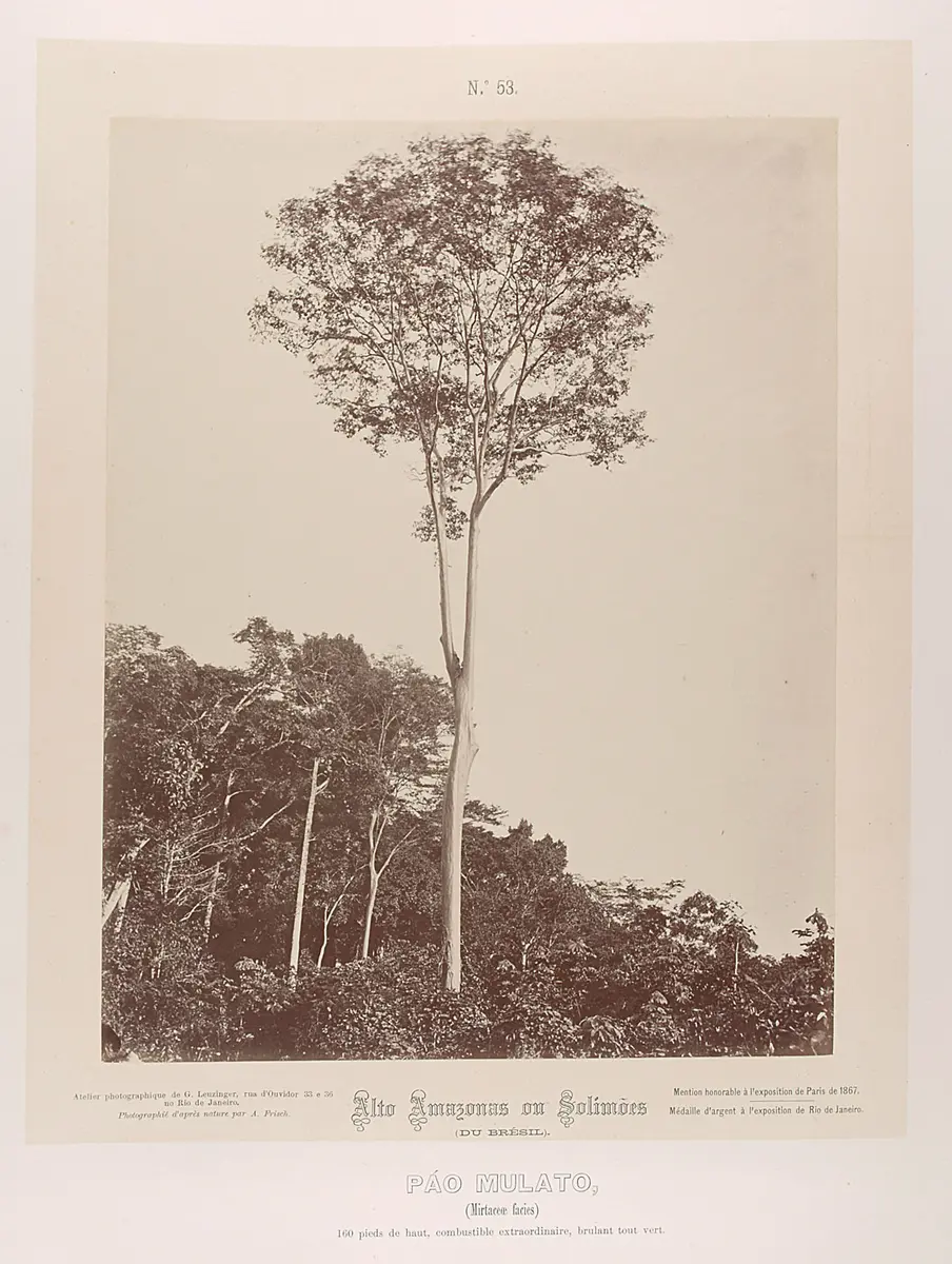 Baum