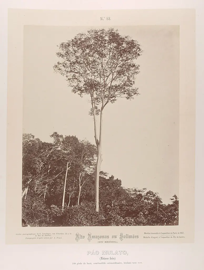 Baum