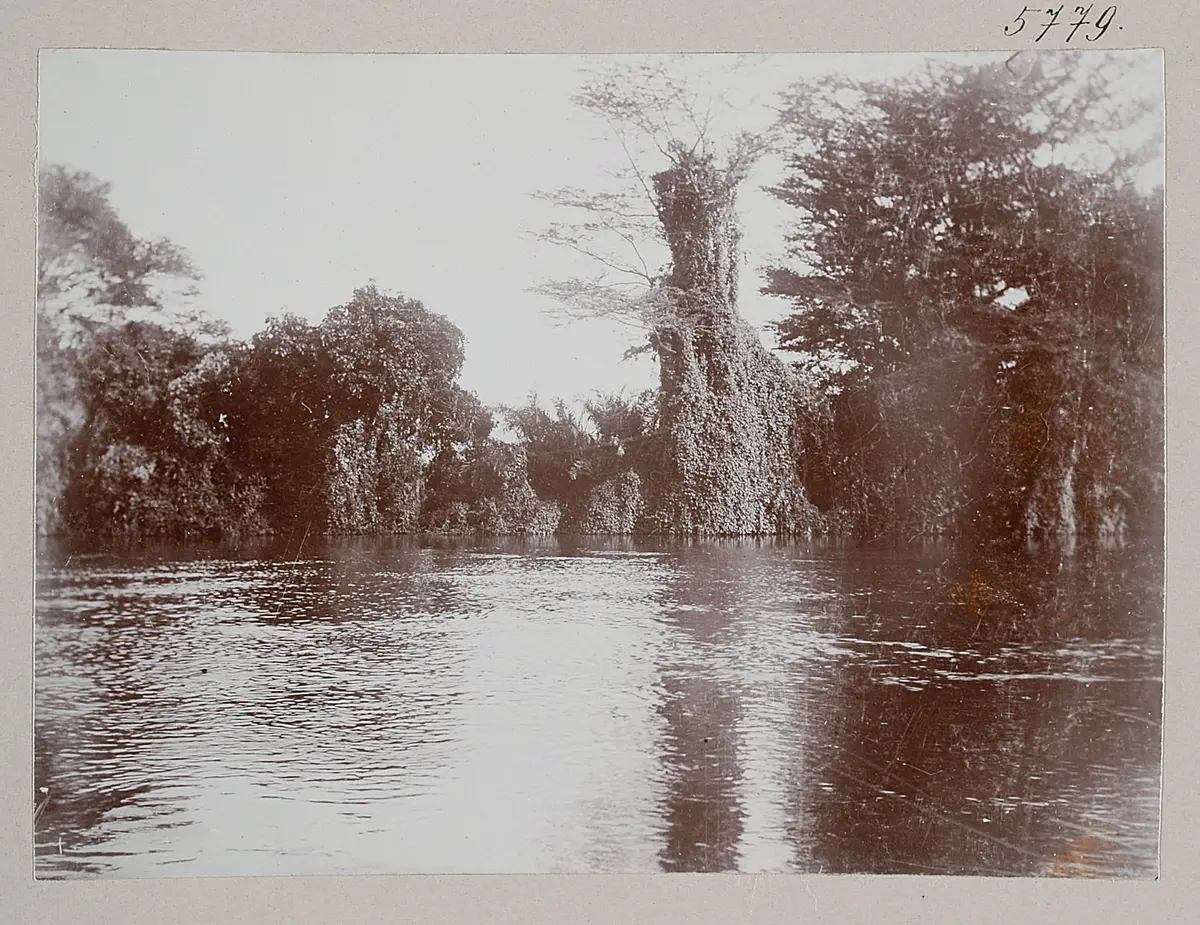 Ufer des Ruvu (Pangani) bei Mabirioni Pangani-Thal