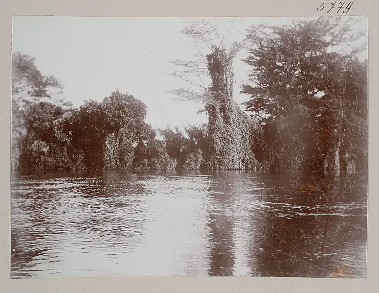 Ufer des Ruvu (Pangani) bei Mabirioni Pangani-Thal