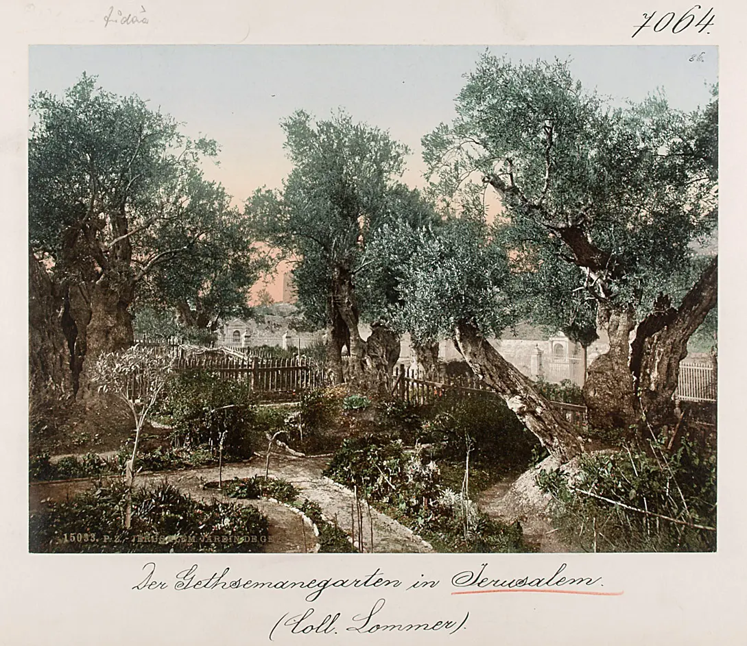 Der Gethsemanegarten in Jerusalem, Ölbäume