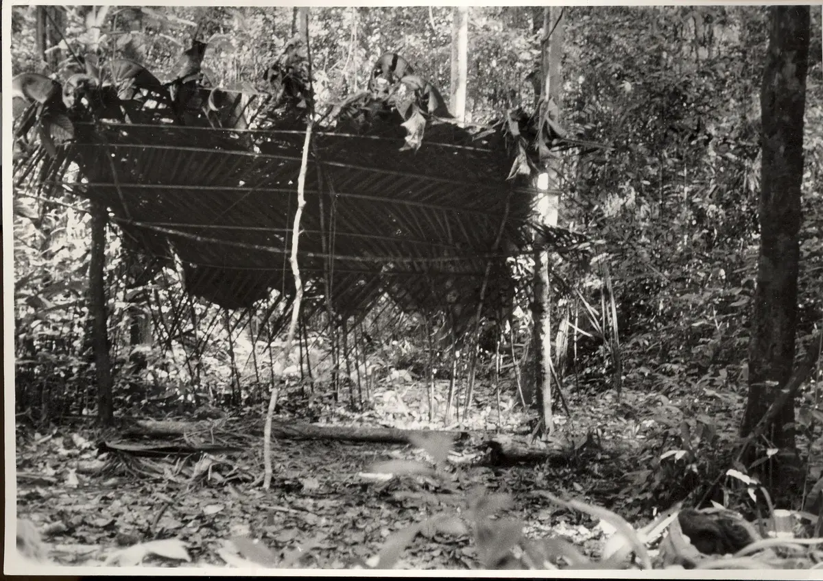 Windschirm der Pacaas Novos-Indianer, wie er auf kurzen Jagdzügen von kleineren Gruppen errichtet wird.