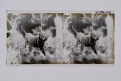Stereofotografie, Negativ