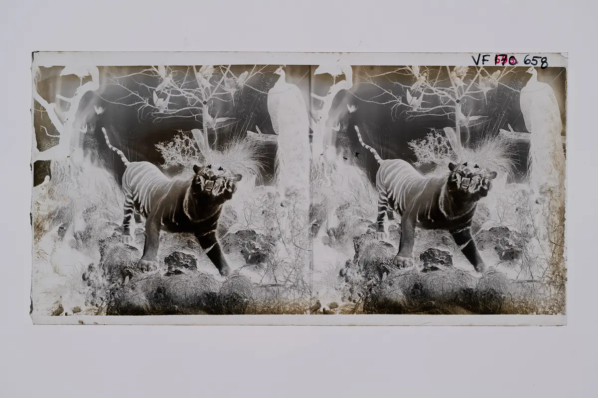 Stereofotografie, Negativ