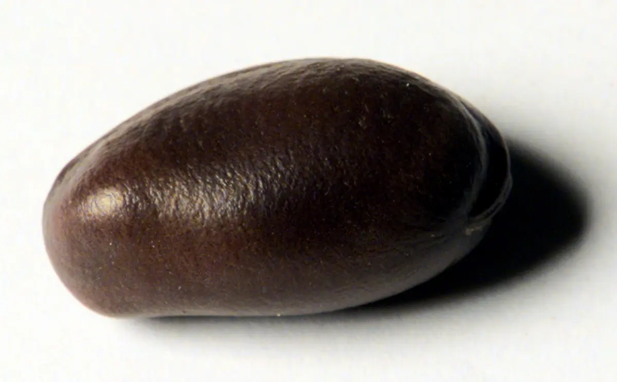 Kalabar Bohne: Physostigmum venenosum