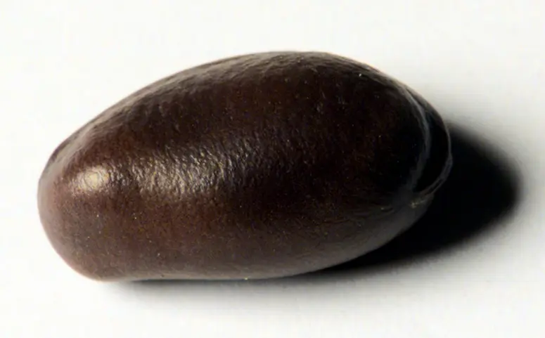 Kalabar Bohne: Physostigmum venenosum