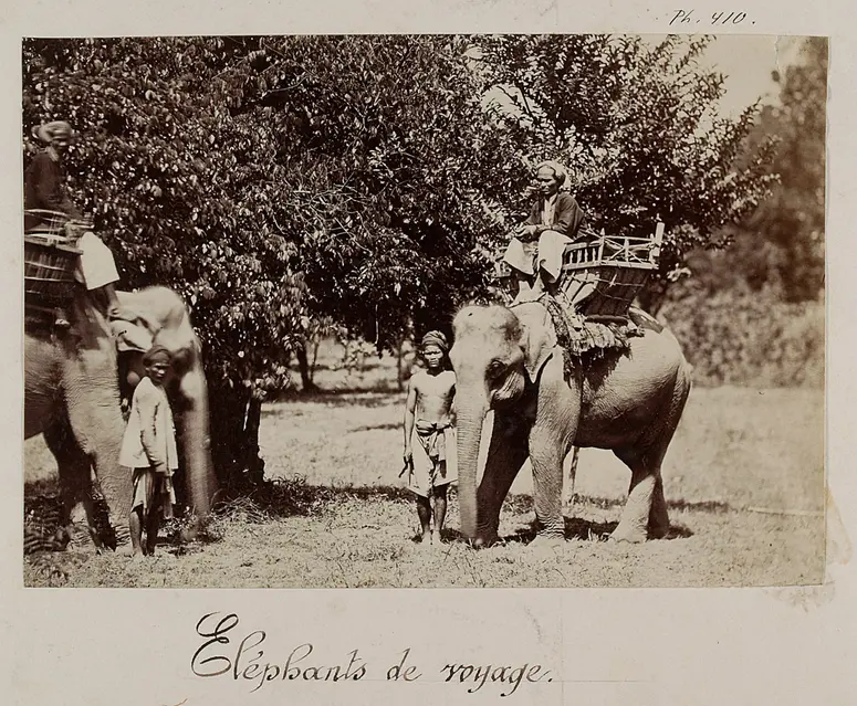 Reiseelephanten