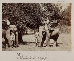 Reiseelephanten